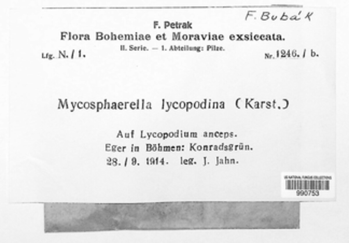 Leiosphaerella lycopodina image